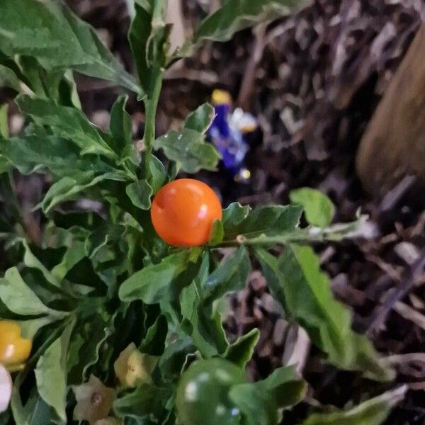 Solanum pseudocapsicum Fruit