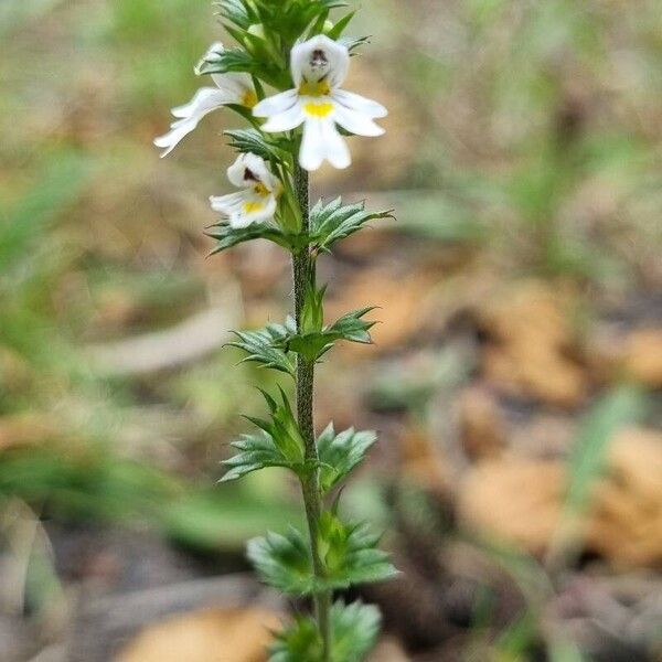 Euphrasia nemorosa Blomst