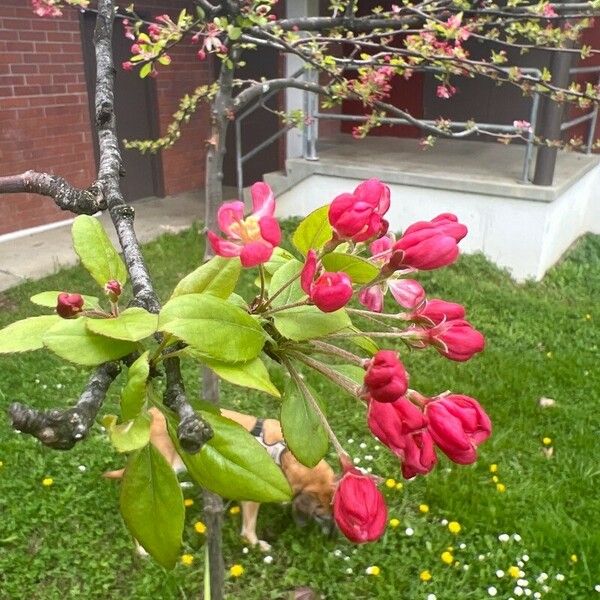 Malus × floribunda പുഷ്പം