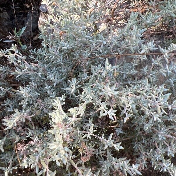 Thymus vulgaris Leaf