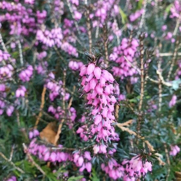 Erica erigena Kvet