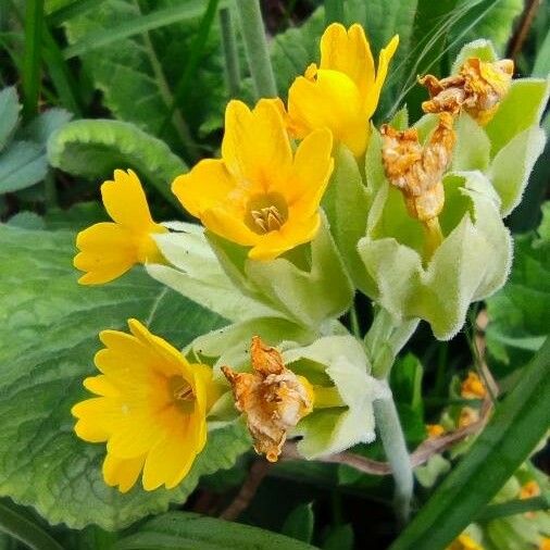 Primula veris Fleur