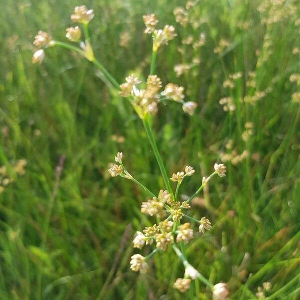 Juncus subnodulosus Flower