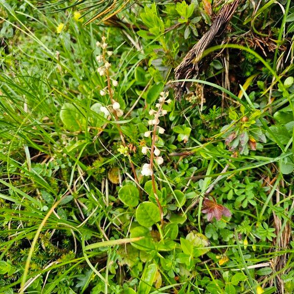 Pyrola rotundifolia Blomst