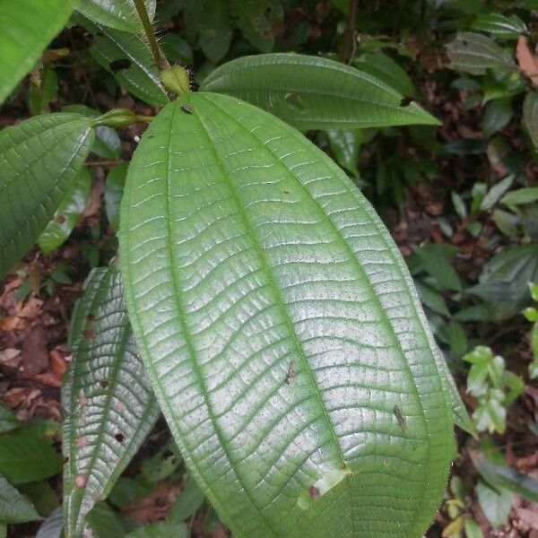 Tococa guianensis Leht