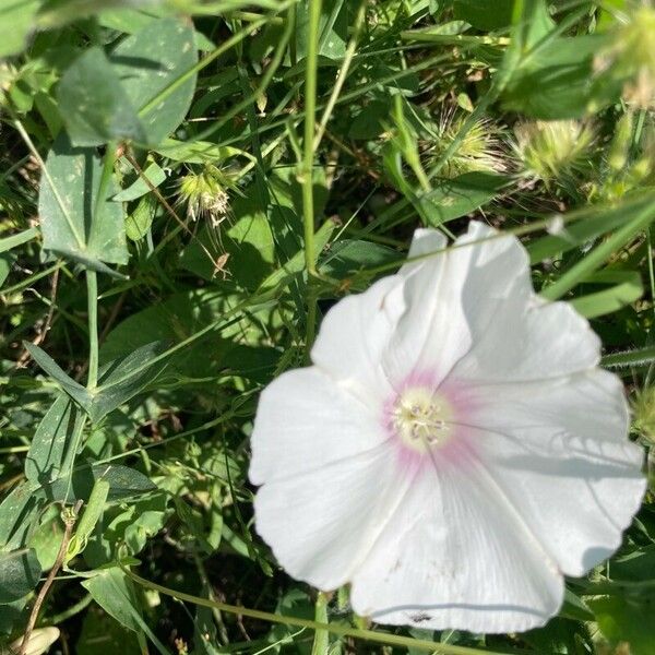 Convolvulus betonicifolius Bloem