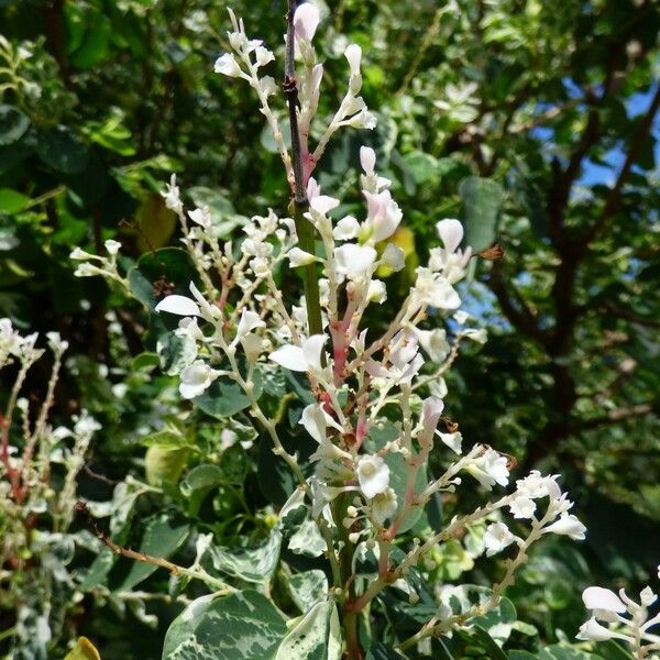 Breynia disticha Blüte