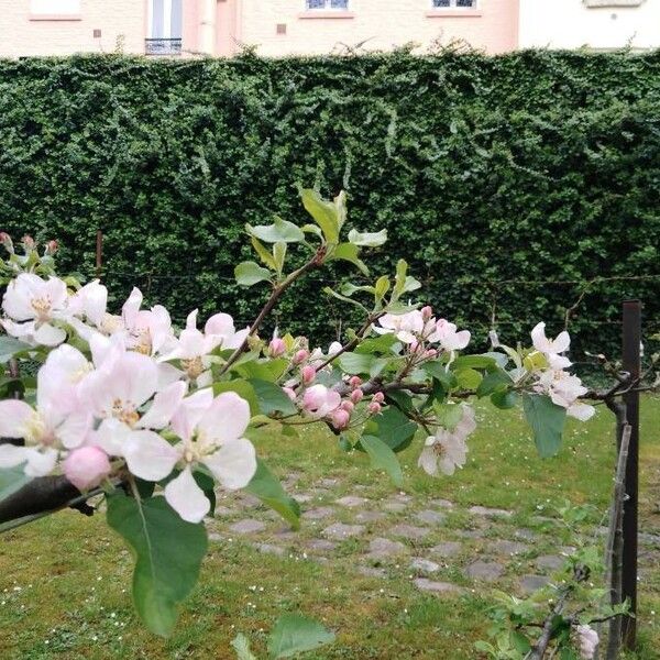 Malus pumila Blomma