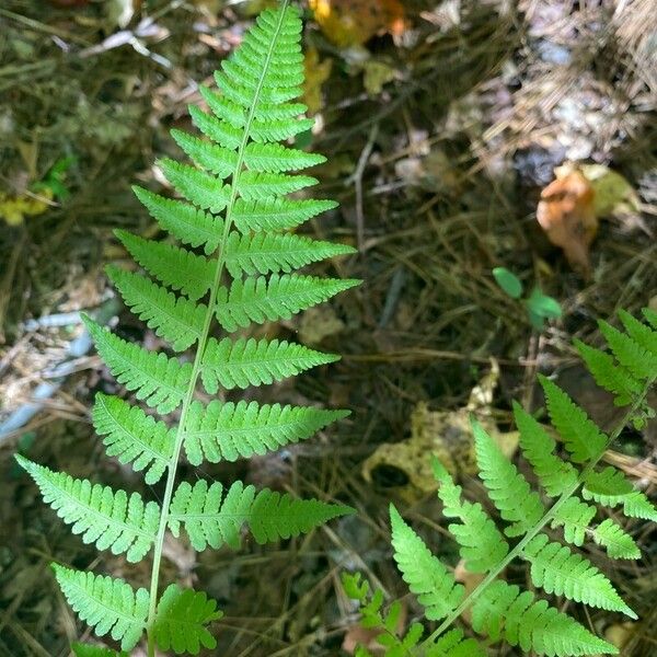 Macrothelypteris torresiana पत्ता