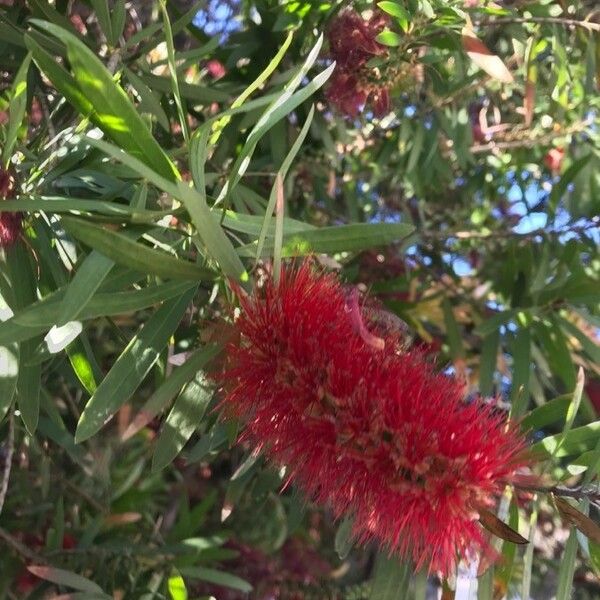 Callistemon citrinus Flower