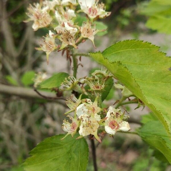 Crataegus coccinea Kukka