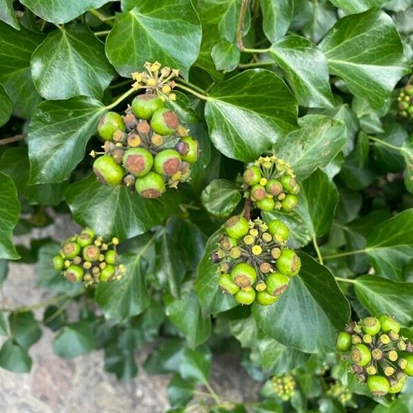 Hedera colchica Fruit