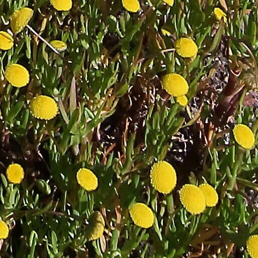 Cotula coronopifolia Blomst