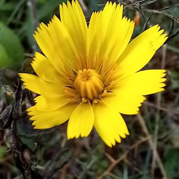 Hieracium gouanii Цветок