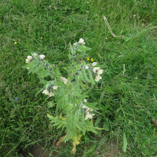 Hyoscyamus niger Habit