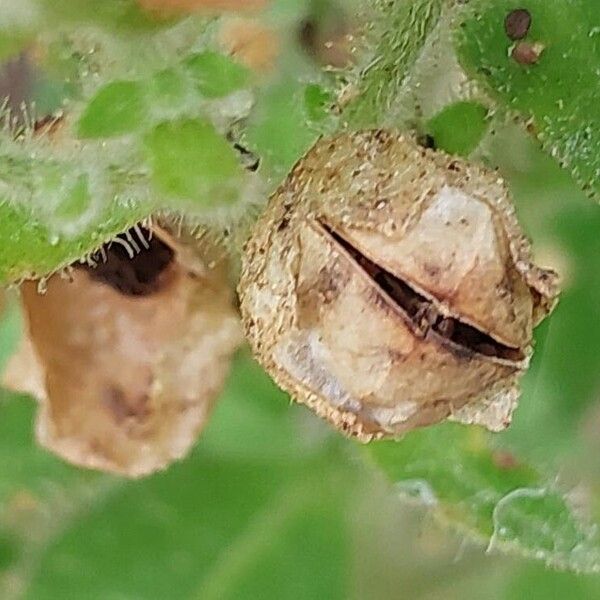 Nicotiana rustica Fruit