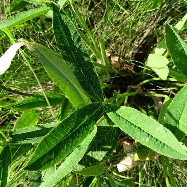 Trifolium montanum Fuelha