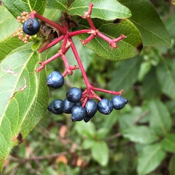 Viburnum tinus Gyümölcs