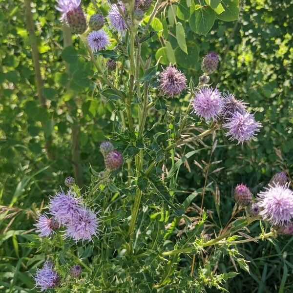 Cirsium arvense Flor