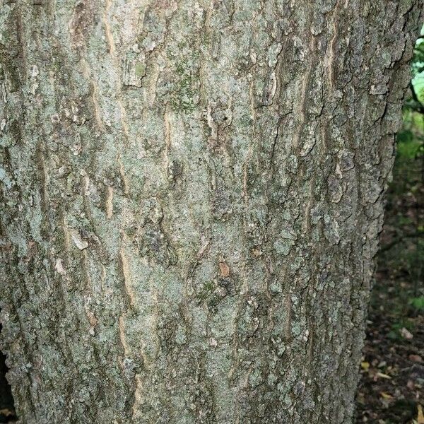 Celtis occidentalis Kůra