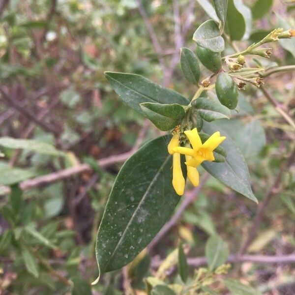 Chrysojasminum odoratissimum 花