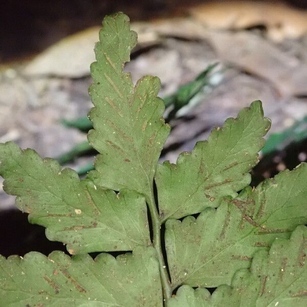 Asplenium macrophlebium Blad