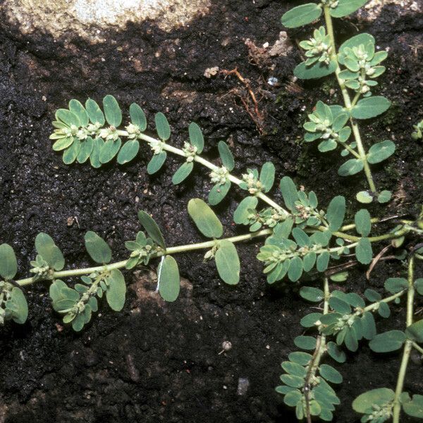 Euphorbia thymifolia Habit