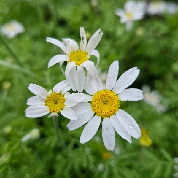 Anthemis cotula Blomma