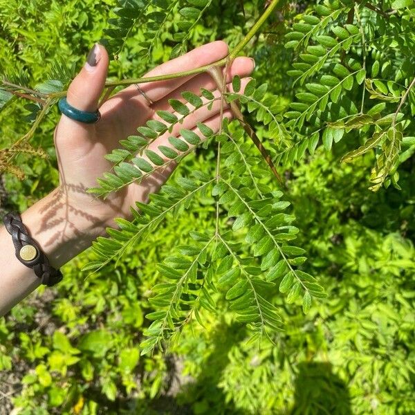 Gleditsia aquatica Leaf