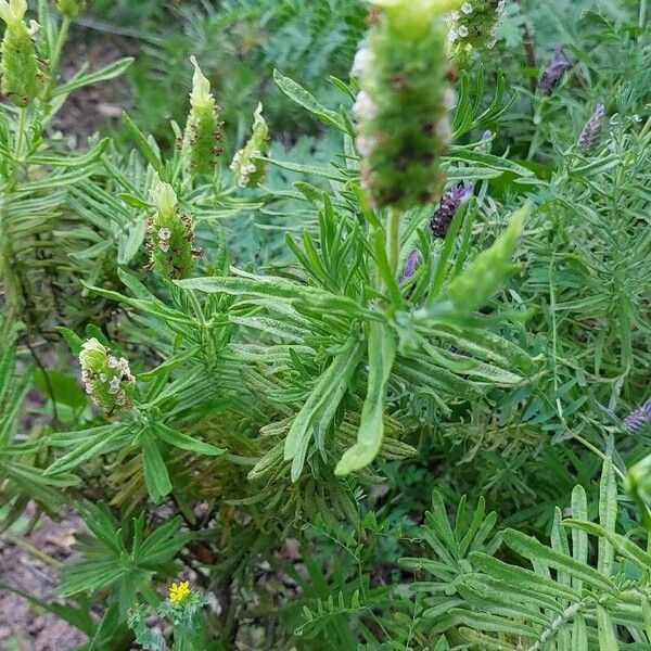 Lavandula viridis Žiedas