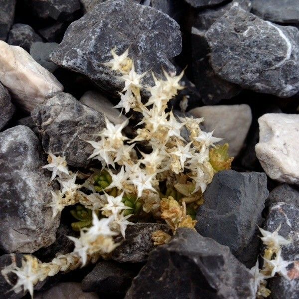 Sedum litoreum Flower