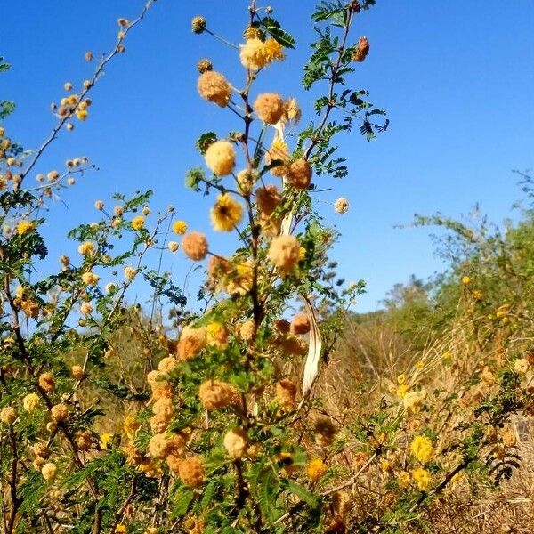 Vachellia farnesiana Fiore