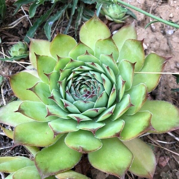 Sempervivum tectorum Floare