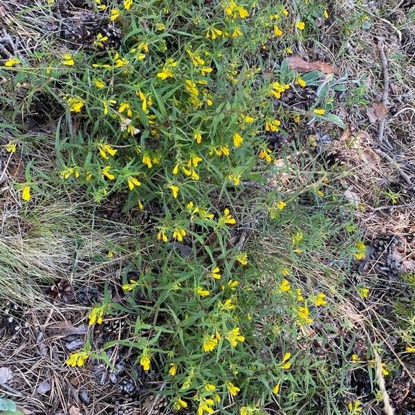 Melampyrum sylvaticum Costuma