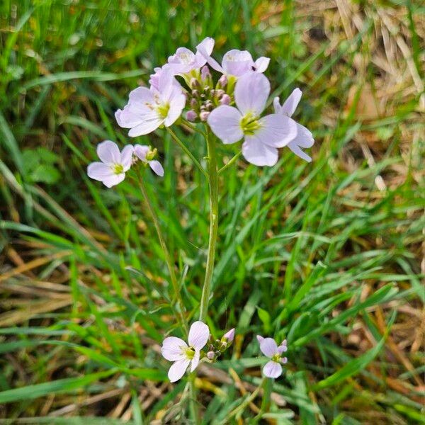 Cardamine pratensis Habitus