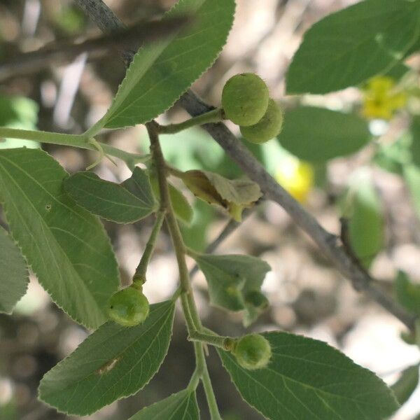 Grewia flavescens Plod