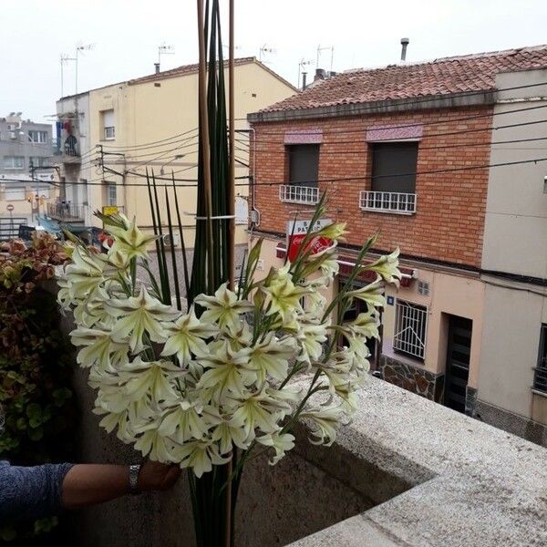 Gladiolus tristis ᱵᱟᱦᱟ