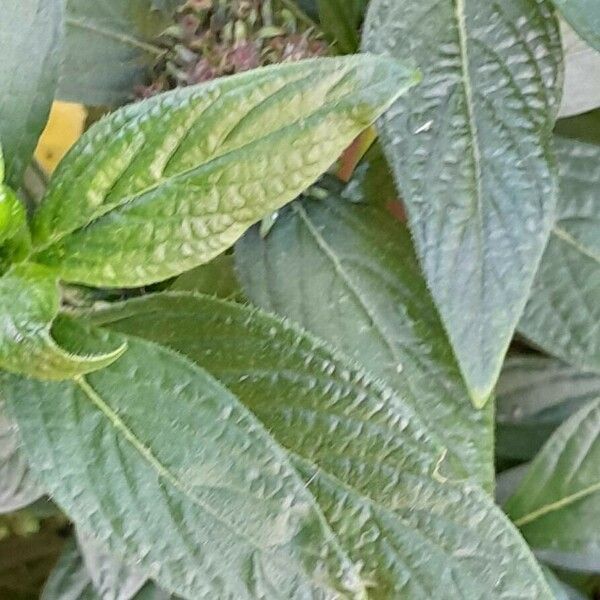 Pentas lanceolata Blad