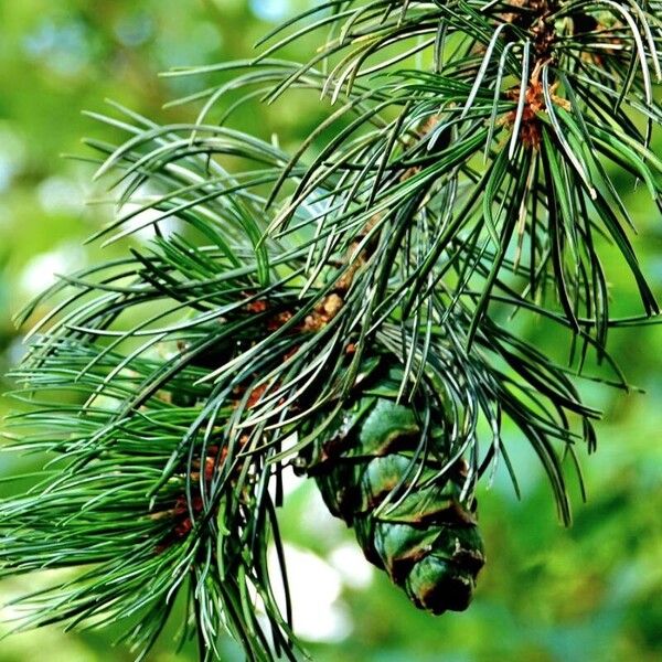 Pinus parviflora Fruit