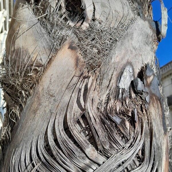 Washingtonia robusta Bark