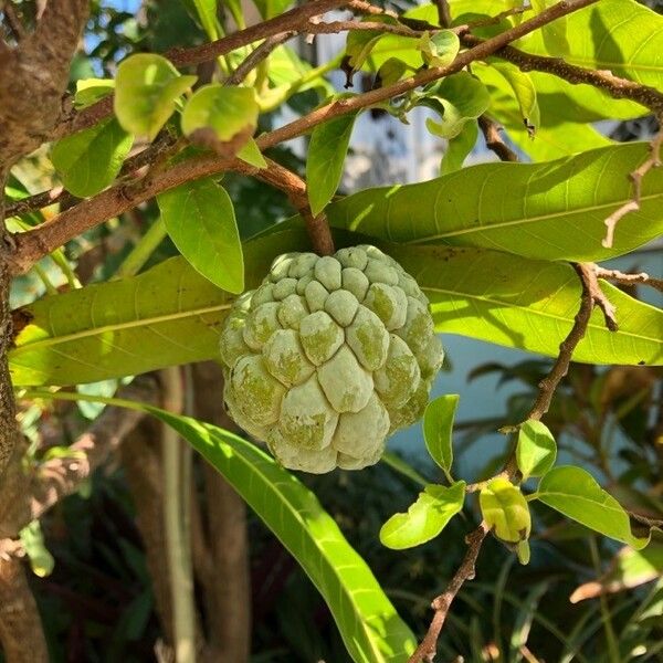 Annona squamosa Plod