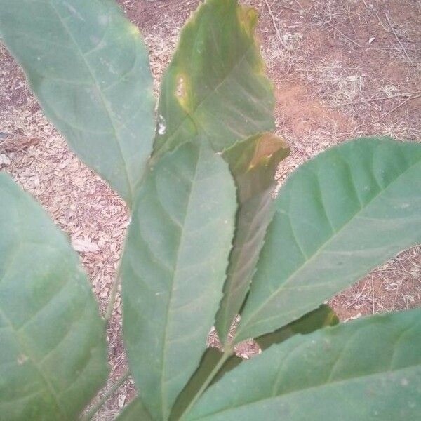 Trichilia dregeana Leaf