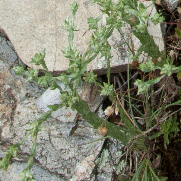 Filago arvensis Flower