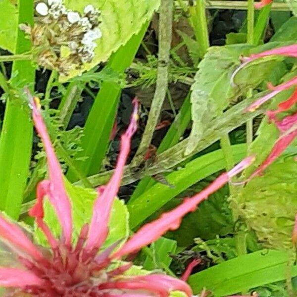 Monarda didyma Кора