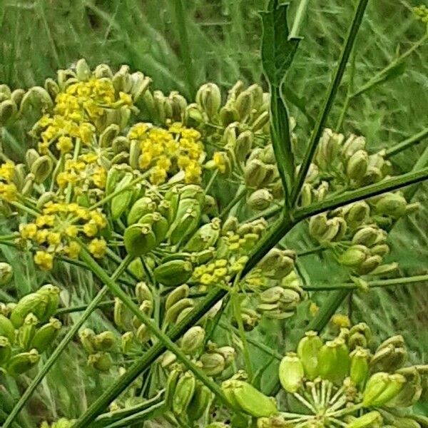 Pastinaca sativa Flower