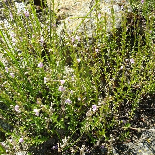 Veronica fruticulosa Sonstige