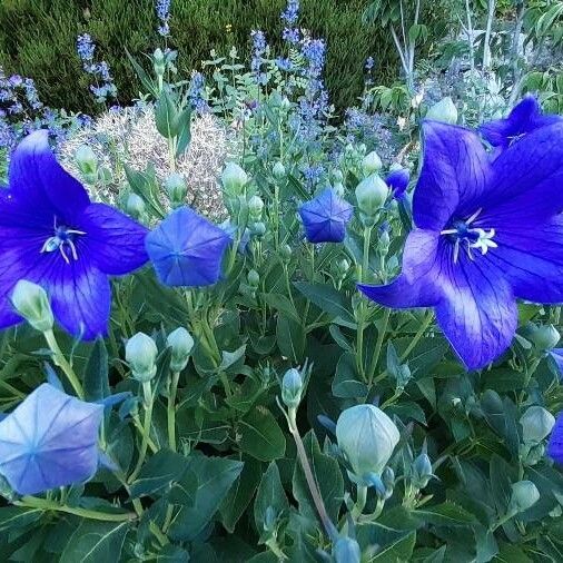 Platycodon grandiflorus Kukka