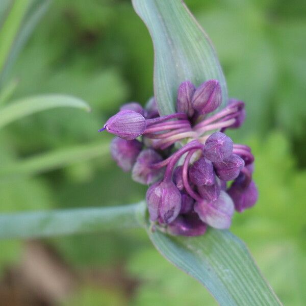 Tradescantia ohiensis Flor