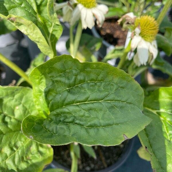 Echinacea purpurea Leaf