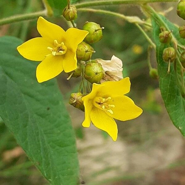 Lysimachia vulgaris ফুল